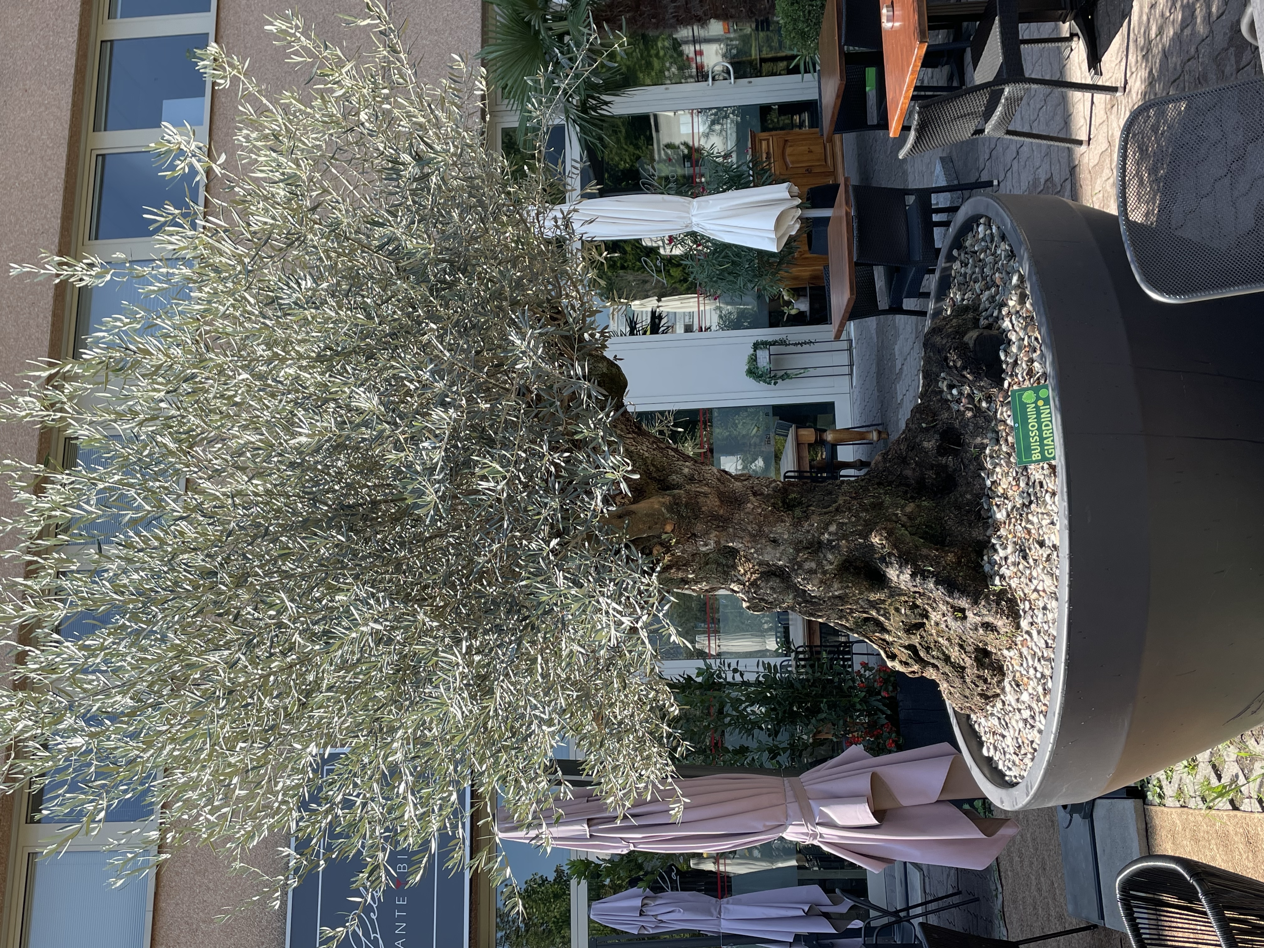 Buissonin Giardini