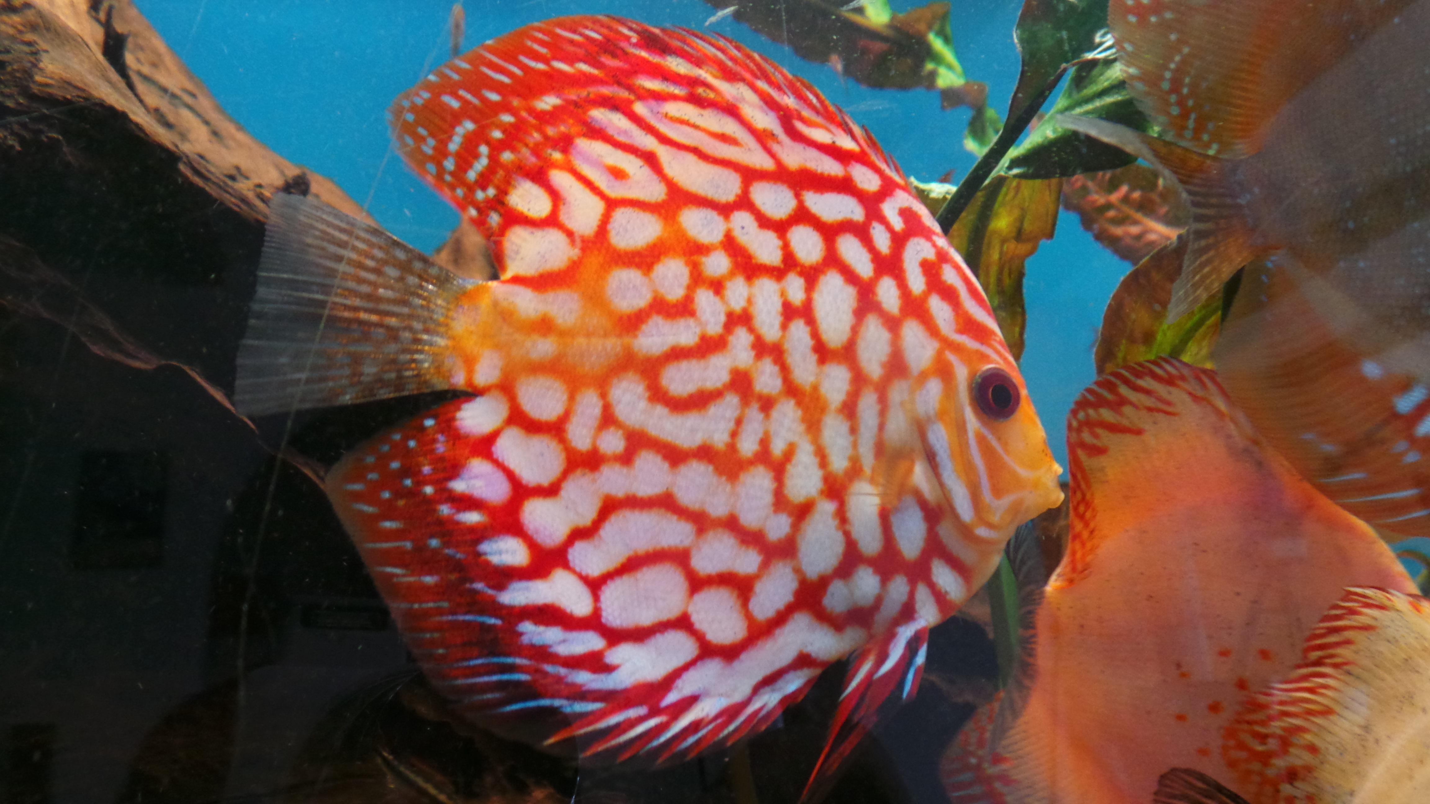 Aquaristik Utzinger